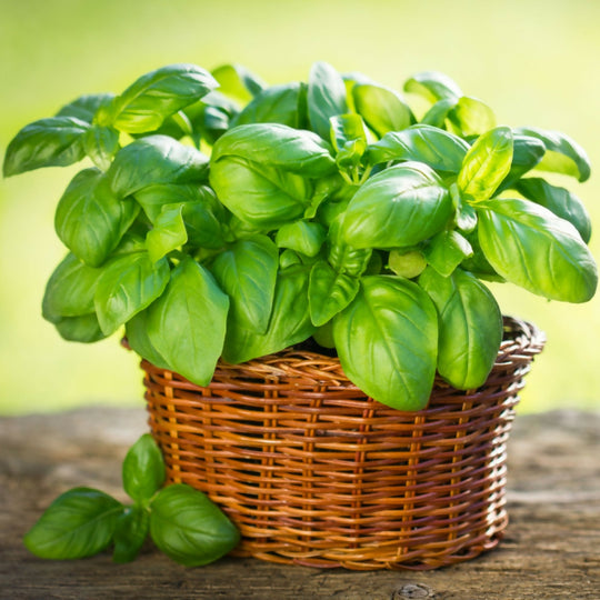 Basil Plants, 'Sweet Genovese', Full Plants in 1 Litre Pots