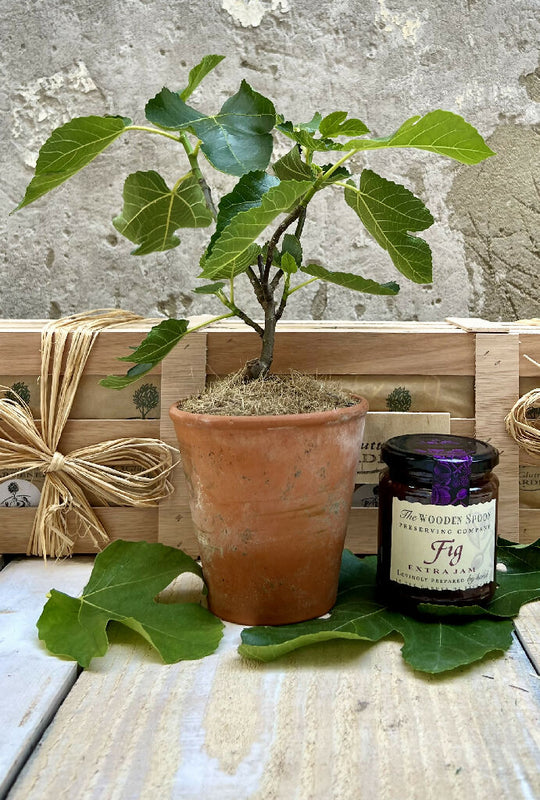 Fig Tree and Jam Gift Set