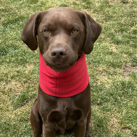 Fleece Dog Snood