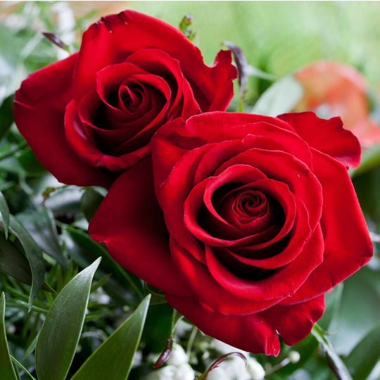 Rose Plant 'Anniversary Red Rose' Full Plants in 5 Litre Pots