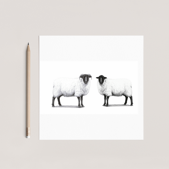 Ram and Ewe Sheep Greeting Card – Hand Drawn Countryside Farm Animal Illustration Card