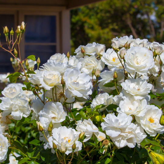 Rose Plants, 'Silver Anniversary', Full Plants in 5 Litre Pots