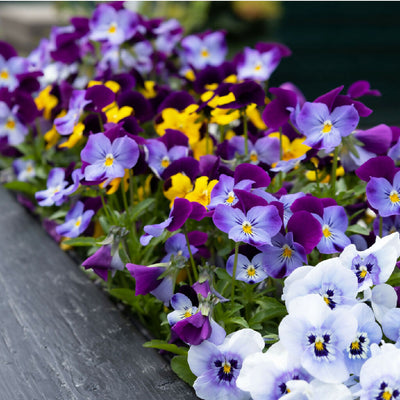 Viola Plants, F1 'Sorbet Select XP', 20 x Full Plant Pack