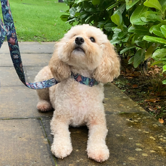 William Morris “Golden Lily” Canvas Collar and Lead Gift Set in Midnight