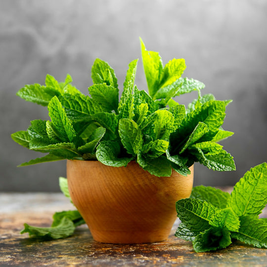 Lemon Balm Plants, Full Plants in 1 Litre Pots