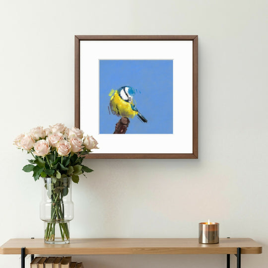 Bashful Blue Blue tit Giclee Fine Art Print with Bright Blue Background