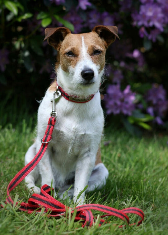 Multi-length Dog Lead In Red And Brown Stripe - 2 sizes