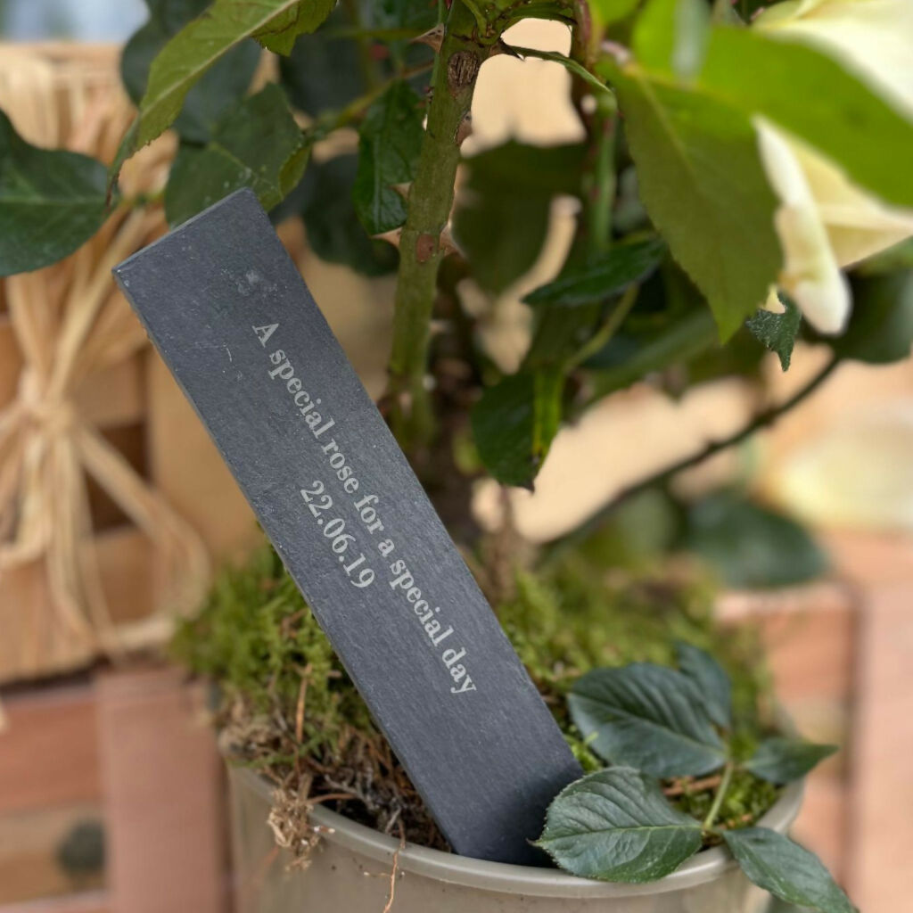 NOTHS-Wedding-Rose-Slate