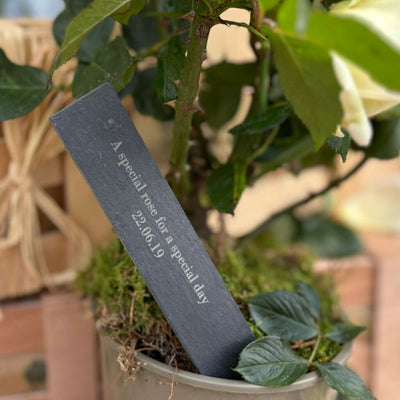 NOTHS-Wedding-Rose-Slate