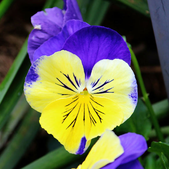 Pansy Plants, 'Morpheus', 20 x Full Plant Pack