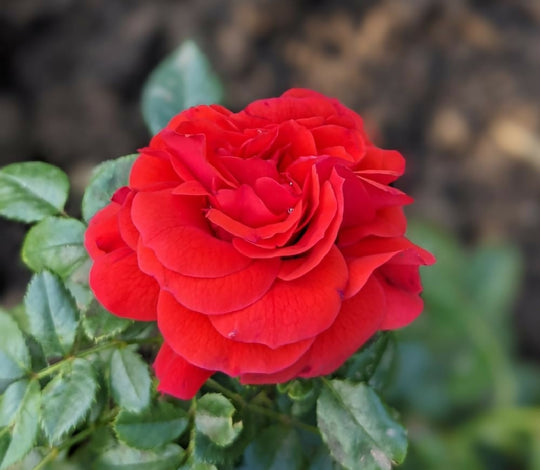 Rose Plant 'Lovestruck' Full Plants in 5 Litre Pots
