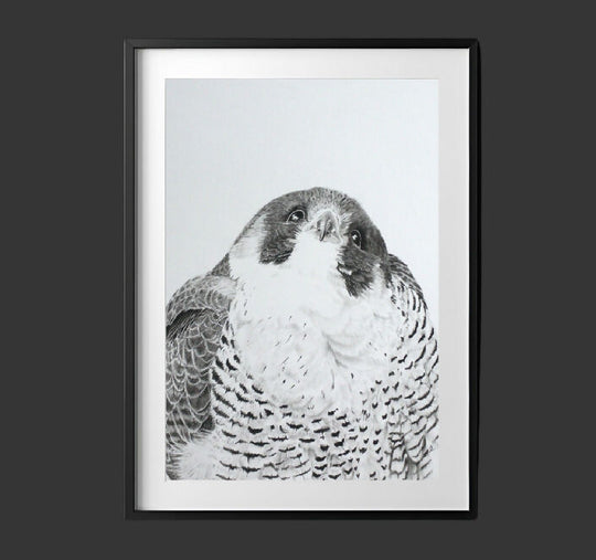 The tiercel spies his prey - peregrine falcon original artwork, 21x25cm in black and white