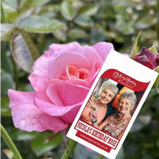 Name a Birthday Rose