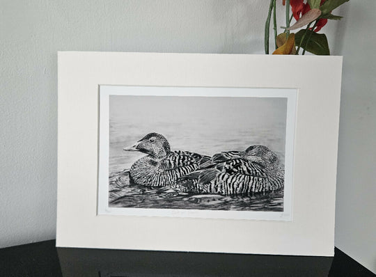 Female eider ducks print, Drift and Dream, limited edition mounted A4 size, black and white