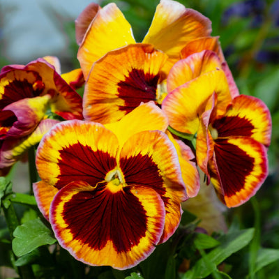 Pansy Plants, 'Fire Surprise', 20 x Full Plant Pack