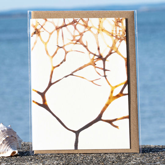 Seaweed Greeting Card - Irish Moss (Abstract)