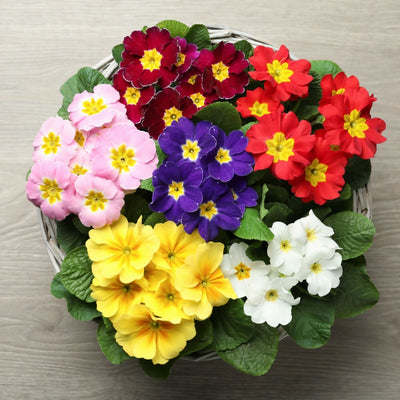 Primula Plants, 'Multicolours Mix', 20 x Full Plant Pack