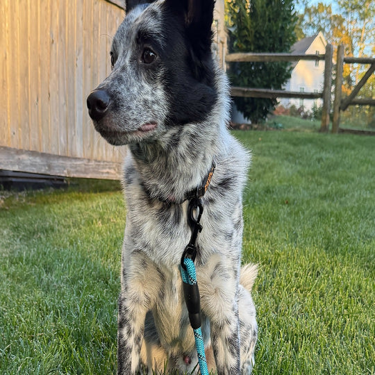 The Essential Rope Leash | Rope Leash in Black, Pink, Blue, Red, or Orange