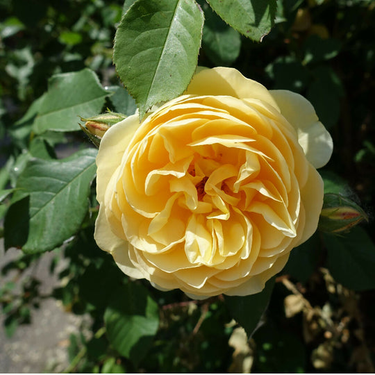 Rose Plant 'Our Dream' Full Plants in 3 Litre Pots