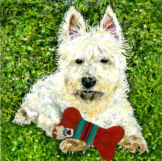 Contented Westie
