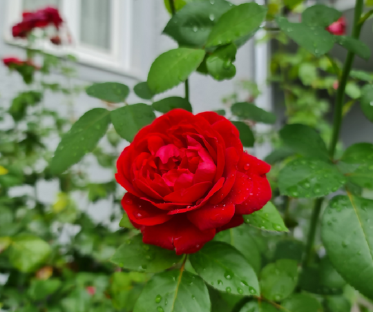 Rose Plant 'Loving Memory' Full Plants in 5 Litre Pots