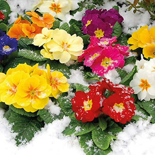 Primrose Plants, 'Husky Mix', 20 x Full Plant Pack
