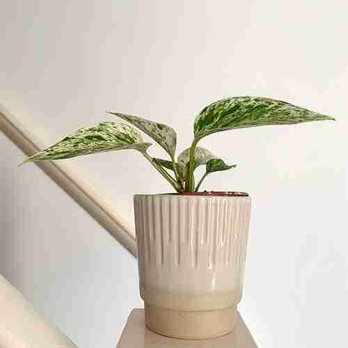 Variegated Pothos
