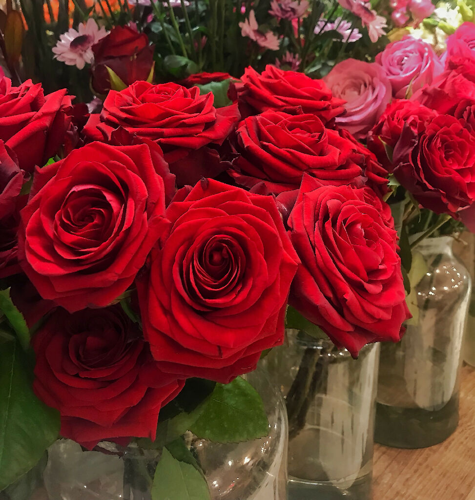 Rose 'Deep Secret' Plant – Richly Fragrant Dark Red Hybrid Tea Rose for  Borders & Garden Displays – Country Living Marketplace