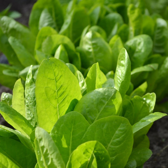 Lettuce Plants, 'Little Gem', 12 x Full Plant Pack