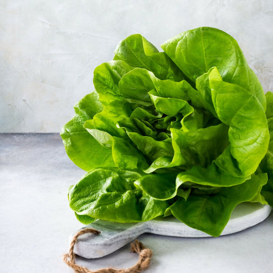 Lettuce Plants, 'Butterhead', 12 x Full Plant Pack