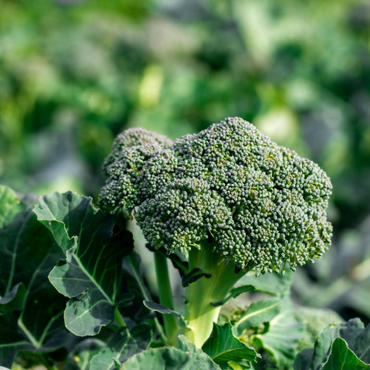 Broccoli Plants, 'Green Magic', 12 x Full Plant Pack