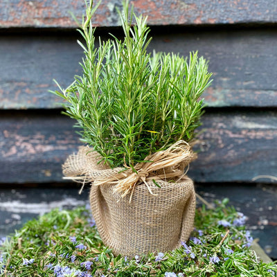 The Rosemary for Remembrance Gift