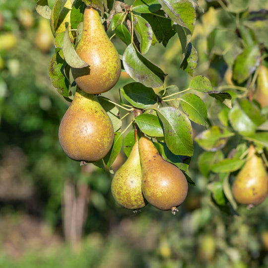 Pear Trees, 'Conference', Full Plants in 10 Litre Pots
