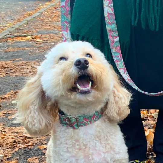 William Morris “Strawberry Thief” Canvas Collar and Lead Gift Set in Crimson