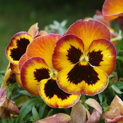 Pansy Plants, 'Fire Surprise', 20 x Full Plant Pack