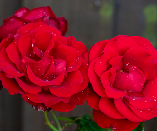 Rose Plant 'Dublin Bay ' Full Plants in 5 Litre Pots