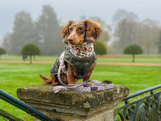 Country Hedgehog Waterproof Dog Coat