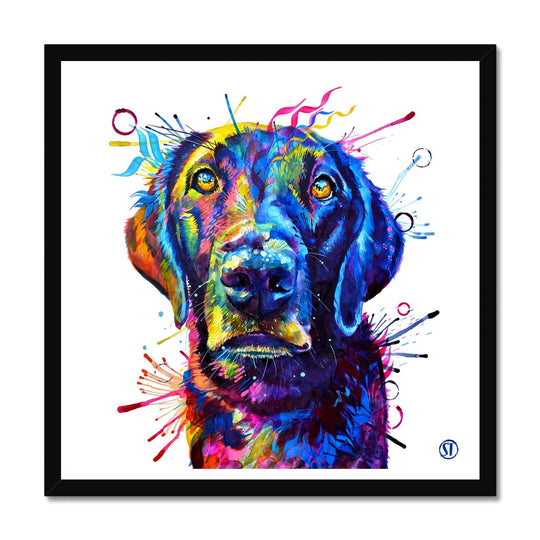 Tommy the Labrador Framed Print