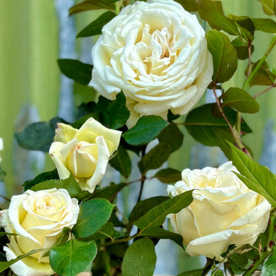 A White Wedding Rose