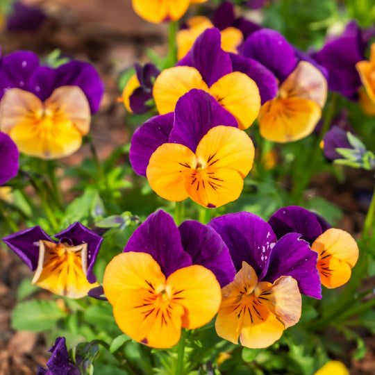 Pansy Plants, 'Purple and Orange', 20 x Full Plant Pack