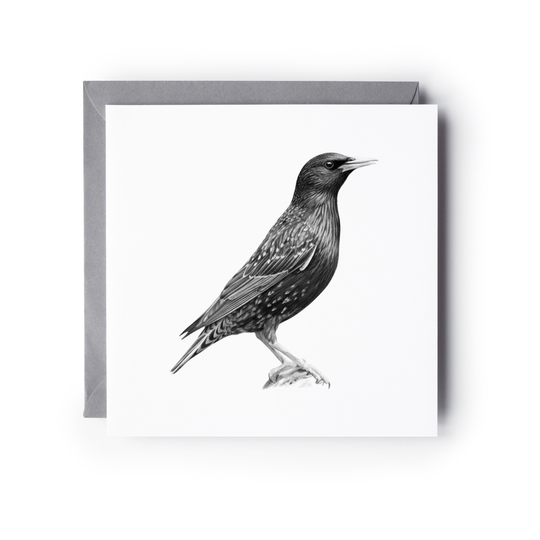 Starling Bird Greeting Card | Hand-Drawn British Wildlife Illustration