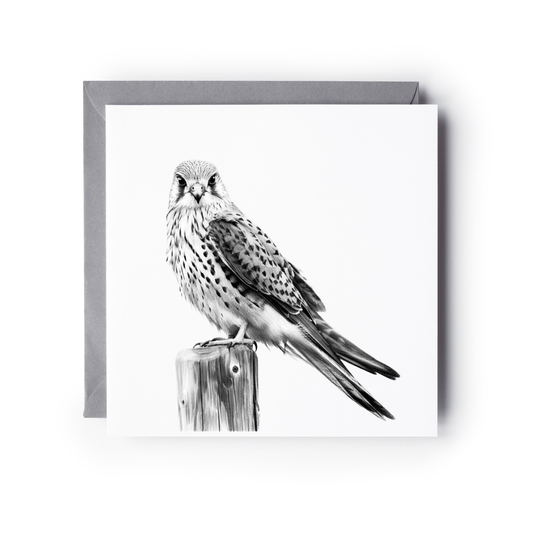 Kestrel Greeting Card | Hand-Drawn British Bird of Prey Illustration