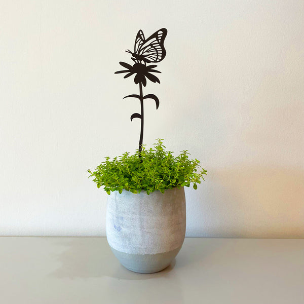 Pot Stems - Butterfly feeding on ox-eye daisy