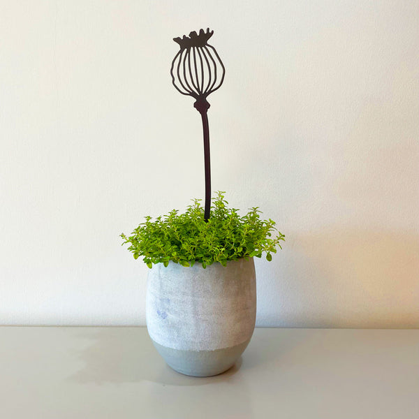 Pot Stems - Poppy
