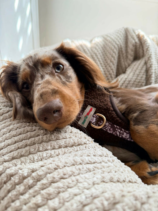 Choco Teddy Adjustable Neck No Pull Dog Harness