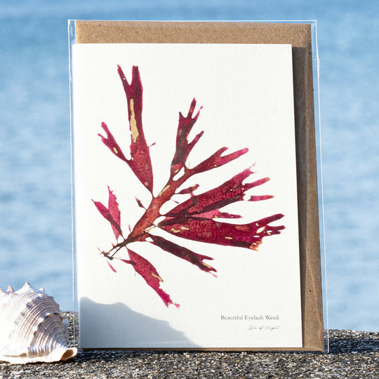 Seaweed Greeting Card - Beautiful Eyelash Weed