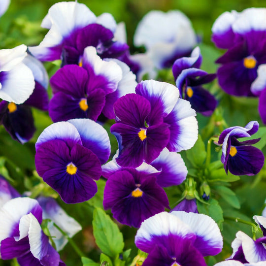 Pansy Plants, 'Beaconsfield', 20 x Full Plant Pack