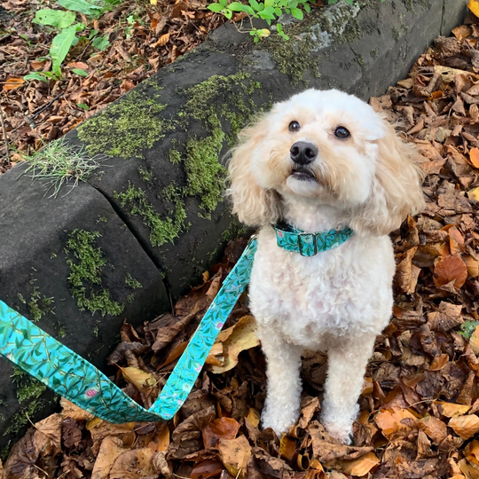 William Morris “Bird and Pomegranate” Canvas Collar and Lead Gift Set in Duck Egg