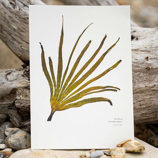 Seaweed Fine Art Print - Oar Weed