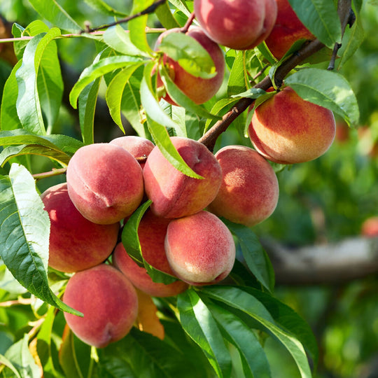 Peach Trees, 'Pergerine', Full Plants in 10 Litre Pots